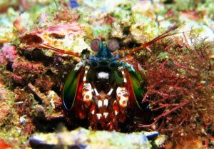 17th April – Mantis Shrimp out and about!
