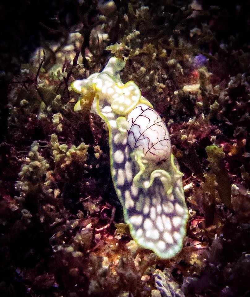 Nudibranch - Aplustridae Micromelo undata - Wavyline Bubble Shell by Jetty Dive