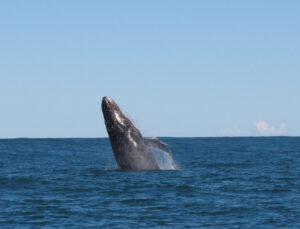 1st July Whale Watch trip gets Lucky
