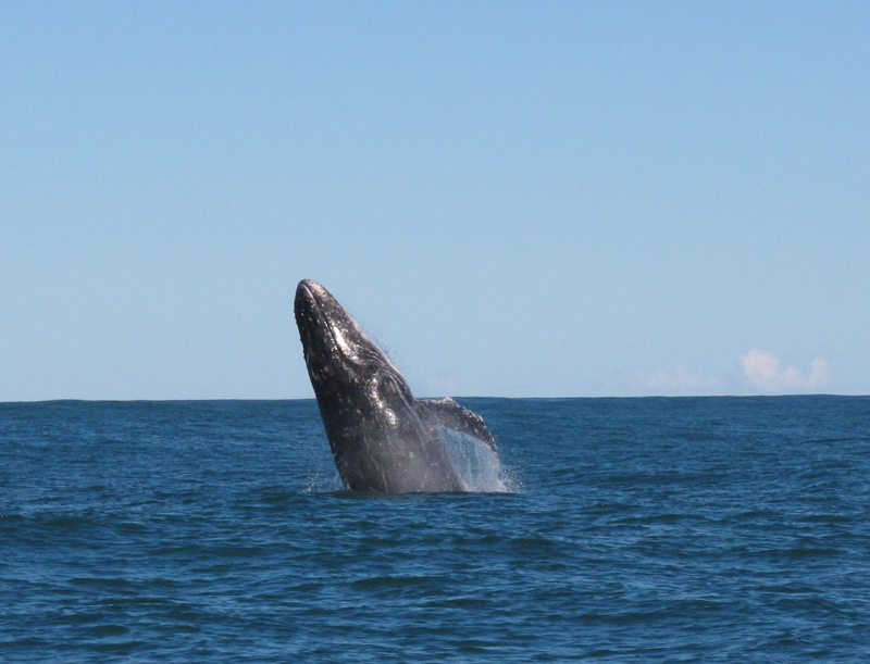 Whale Watch - breaching whale 1 July 2015 by Jetty Dive