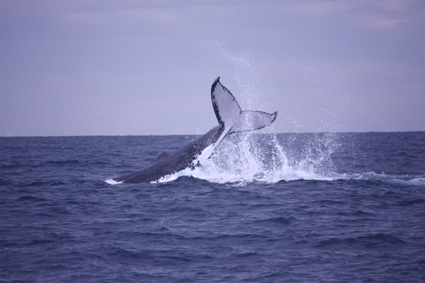 Whale watch 24 July 2015 Picture taken by Dean Patterson with Jetty Dive