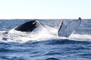 Coffs Coasts Whale Watching with Jetty Dive!