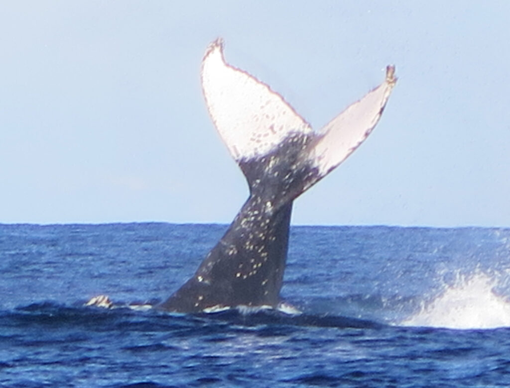 Whale Tail above the ocean with blue skies behind