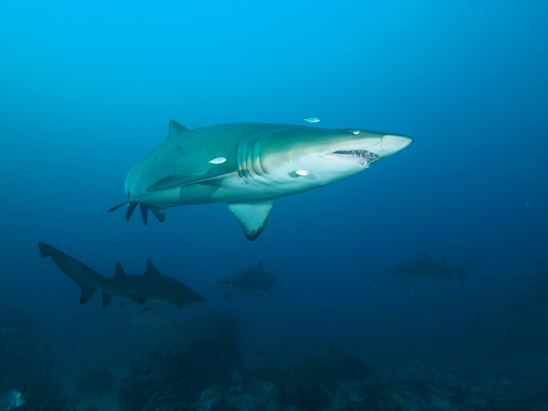 Grey Nurse Shark - Manta Arch Dive Site Diving South Solitary