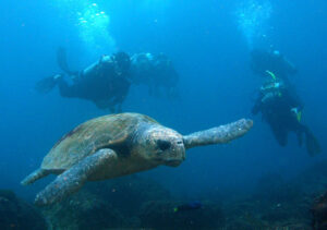 Barney the Loggerhead Turtle on the Advanced Open water course