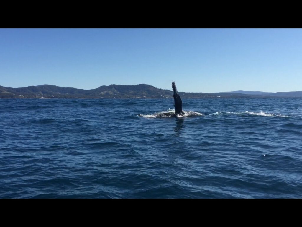 Whale Watching 14 August 2015 by Jetty Dive