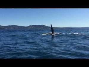Whale Watching Reports – August & September 2015
