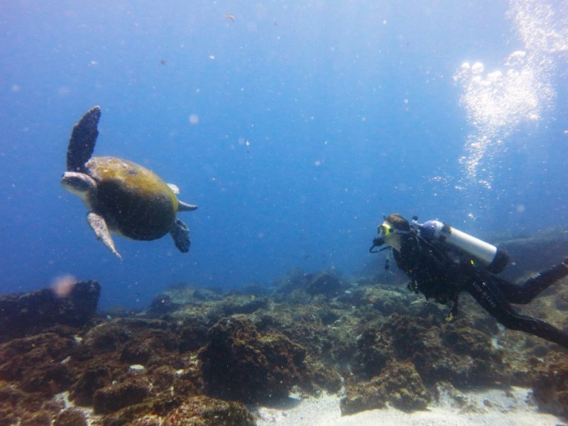 Green sea turtle South Solitary Island 30 September 2015 by Jetty Dive