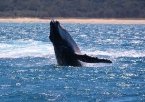 18th September 2018 – Juvenile Whale Jumps for Joy