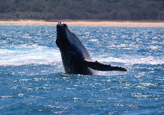 Whale Watch Coffs Harbour breaching whale
