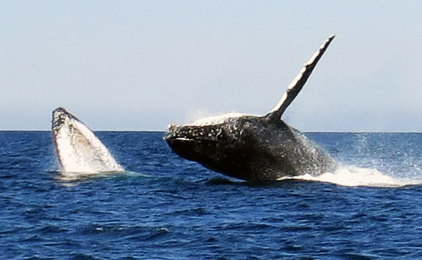 Two humpback whales breaching out of the water, one completely upside down adn anothers head out of the water