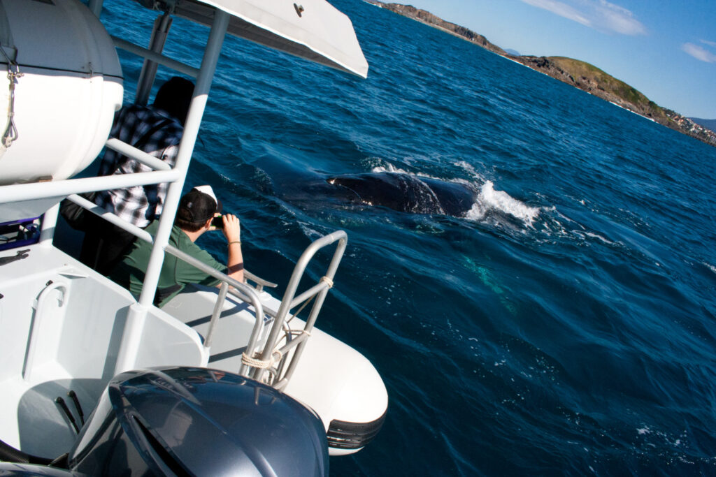 5th September 2015 - Juvenile Humpback Whale Follows Boat!!!