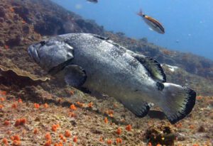10th October 2015 – South Solitary Island home to endangered Black Cod