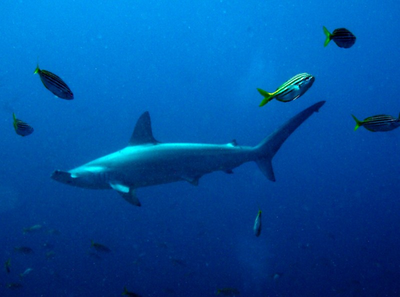 Hammer Head Shark North Solitary Island 2 October 2015 by Jetty Dive
