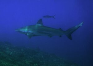 5th January 2021 – Sharkapalooza!
