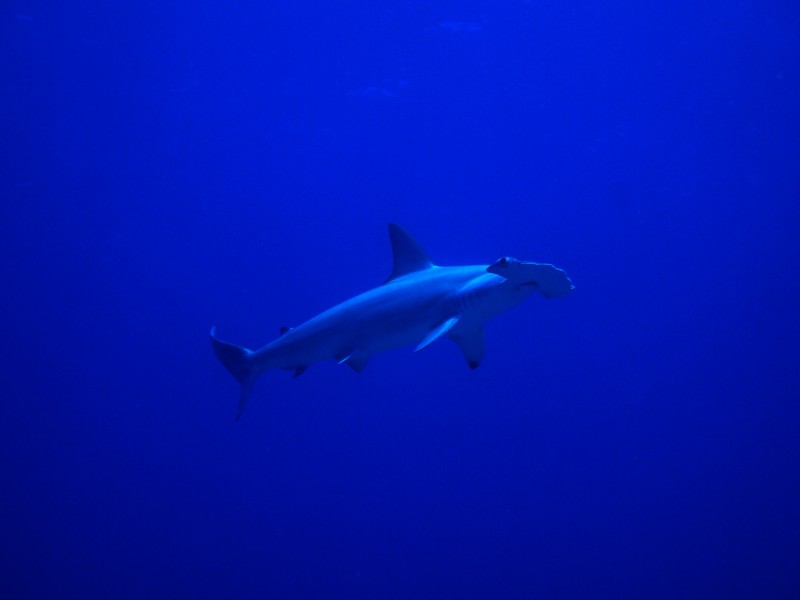 Hammerhead Shark, South Solitary Island 4 October 2015 by Jetty Dive