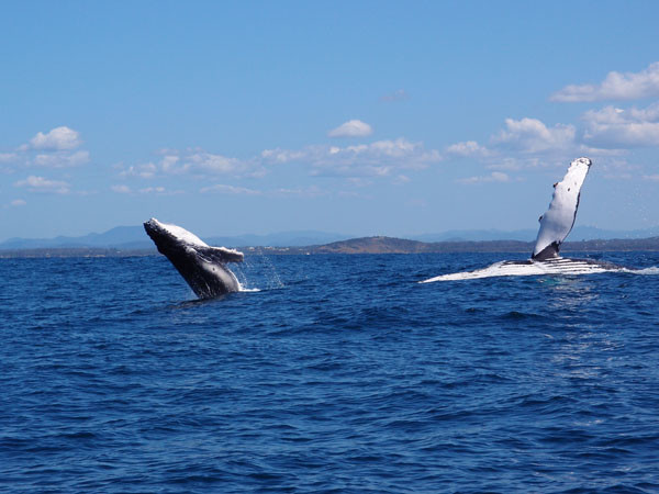 Mother and Calf Humpback of the Coffs Coast
