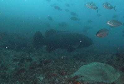 Queensland Grouper mid water surrounded by fish, with open blue sea behindat Grouper Island