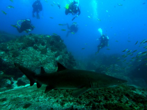 Grey Nurse Shark in foreground with numerous divers in the background in blue water