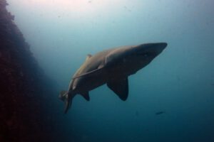 13th December 2015 – Grey Nurse Sharks everywhere at South Solitary Island
