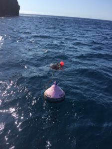 11th January 2016 – Our Divers Rescue Loggerhead Turtle!!