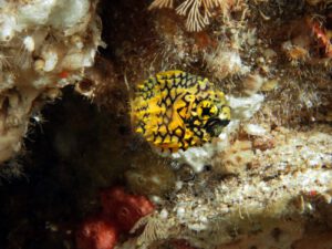 Dive Reports – January 2016