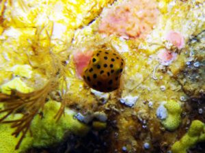 13th January 2016 – Hump day diving with Turtles and Eagle Rays!