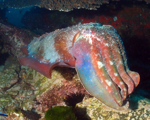 Giant Cuttlefish under a rock at South Solitary Island
