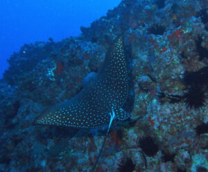 Tuesday 25th April – Wow! What a day of Diving at South Solitary!