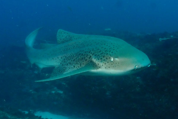 Leopard Shark at South Solitary