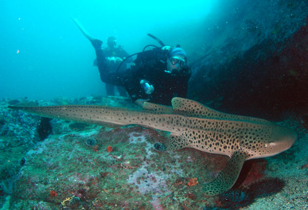 Leopard Shark  with a diver behind at South Solitary