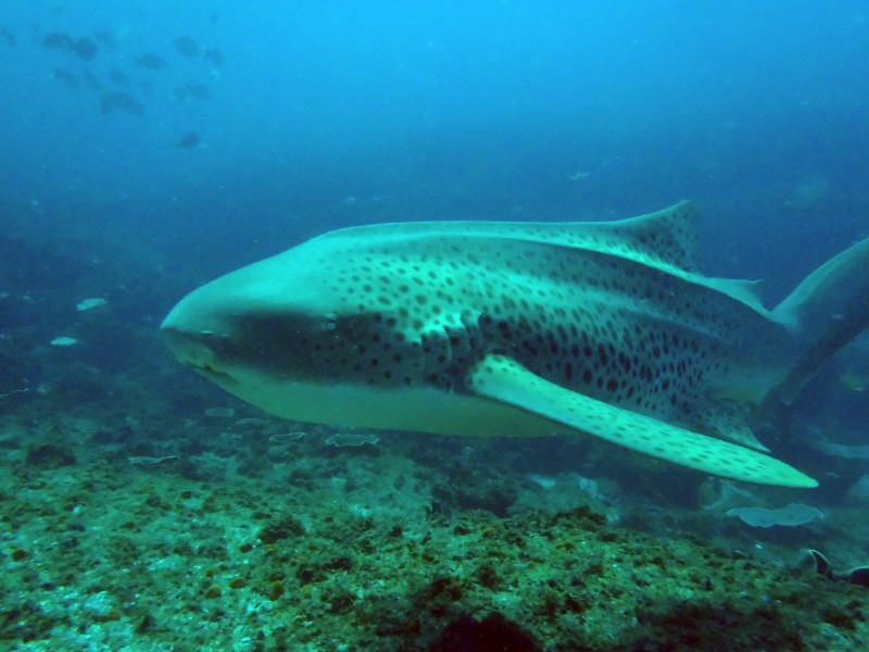 Leopard Shark at South Solitary Island