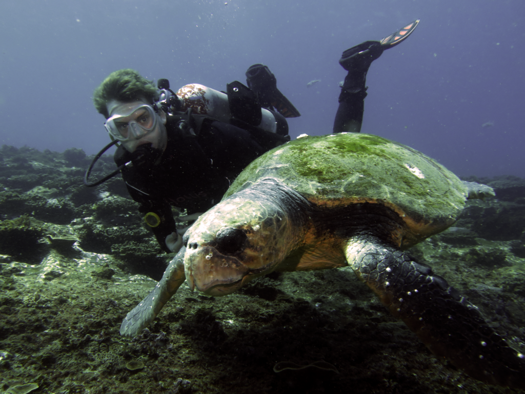 Loggerhead Turtle, Barney with diver by Jetty Dive