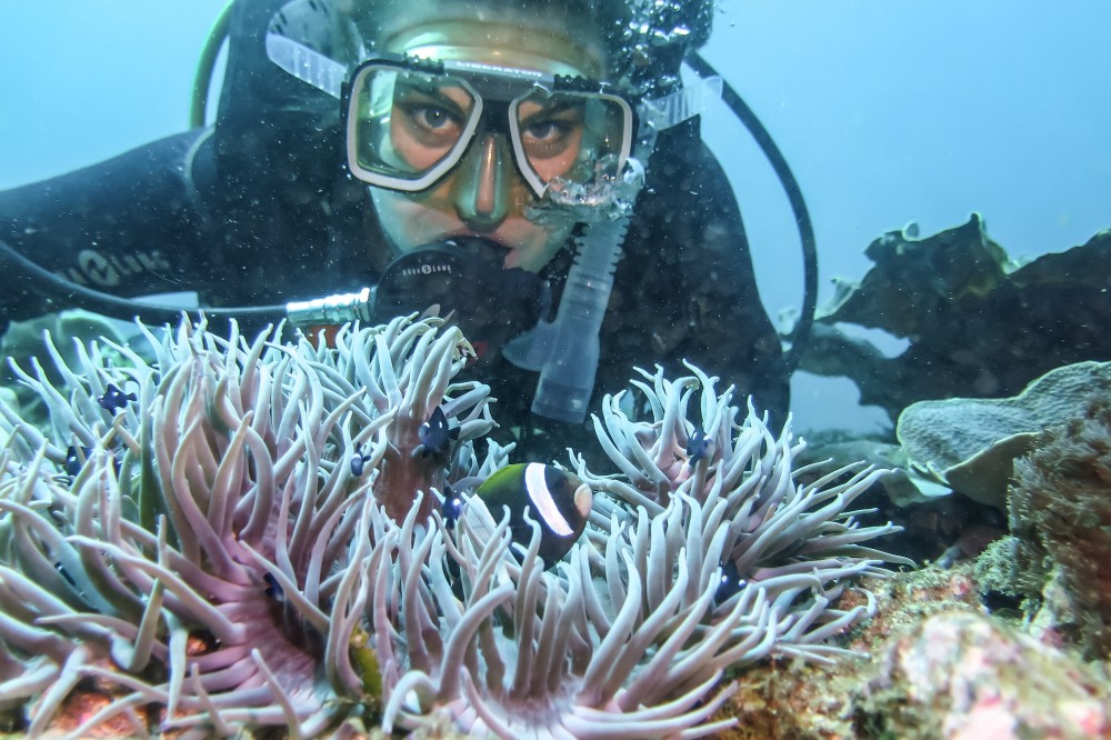 Blue-lipped Anemone with diver