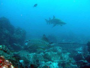 7th May 2016 – Diving at the Solitaries doesn’t get much better!