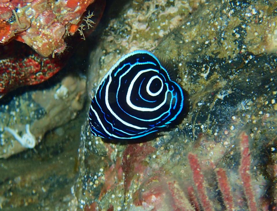 Juvenile Emperor Angelfish in front of rocks