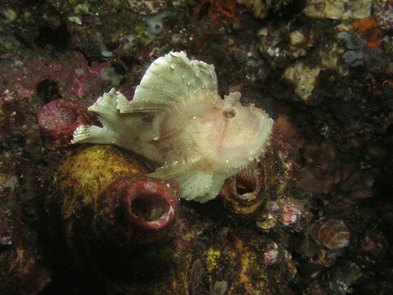 Leaf fish sitting in the rocks Solitary Islands