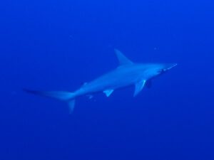 Great Diving on Jetty Dive’s Tufi PNG dive holiday trip!