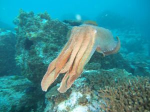 8th July 2017 – Giant Cuttlefish, Grey nurse Sharks and Whales!