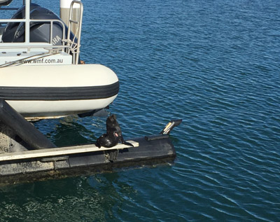 Seal on boat