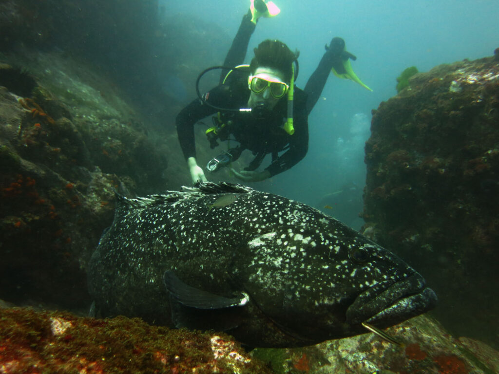 Black Cod with diver behind it, open water behind the diver and a rock to the right