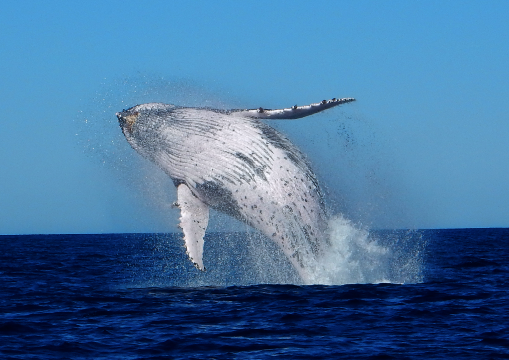 Humpback whale breaching out of the water, showing its fully stomach