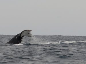Plenty of Humpback whales heading north up the Australian East Coast