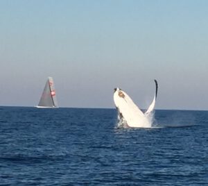 31st July 2016 Wild Whale jumps at Wild Oats!