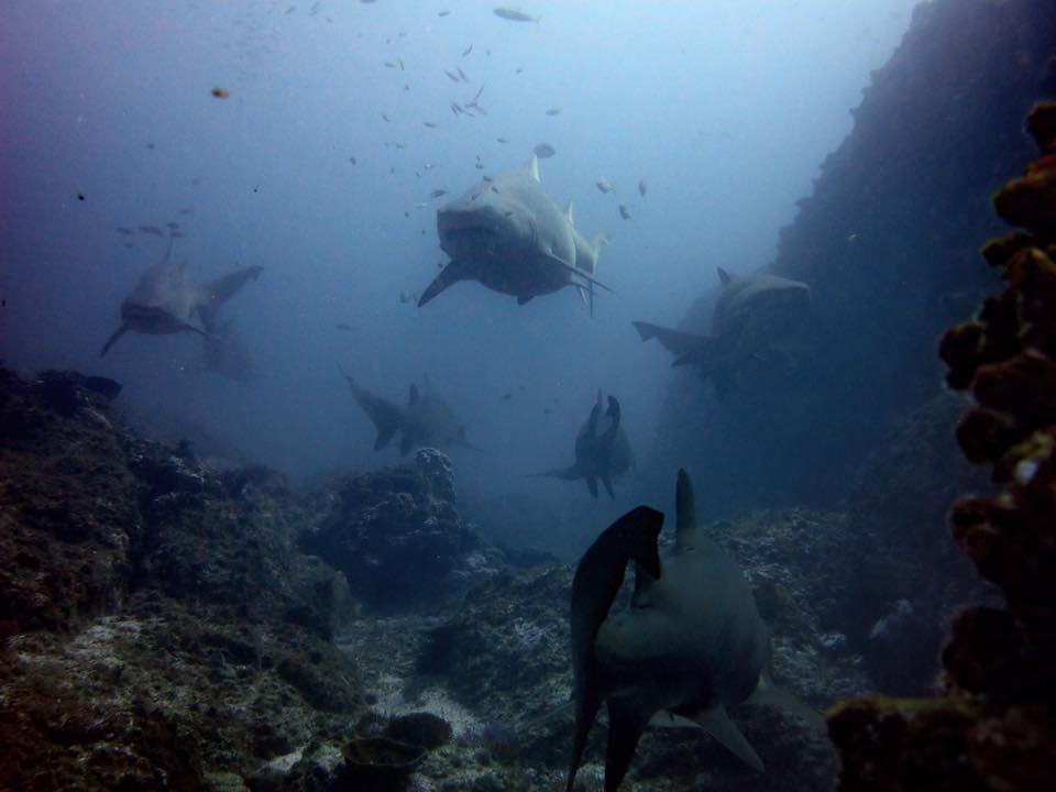 Grey Nurse Sharks Grey Nurse Sharks - Manta Arch Dive Site, Solitary Islands by Jetty Dive