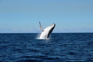 26th September 2016 – Playful Whales on the Coffs Coast