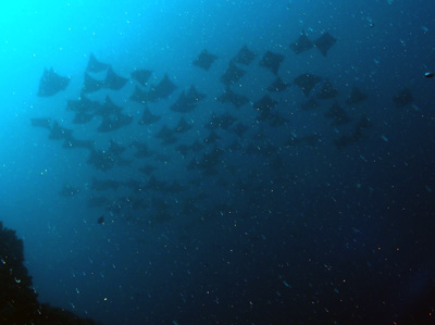 Hundreds of Cow-nose rays from a distance in mid water at South Solitary Island