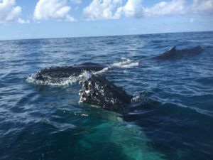 7th September 2016 – Humpback Whales say hello!