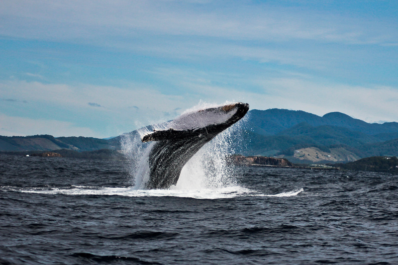Humpback whale breaching out of water, coffs harbour coastline in the background.