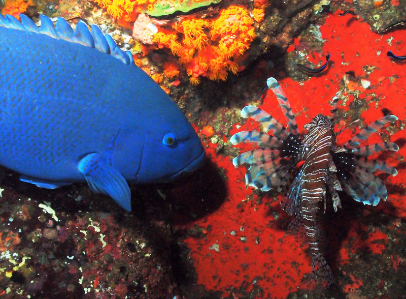 Blue Grouper and Lionfish brightly lit in the water over rocks 